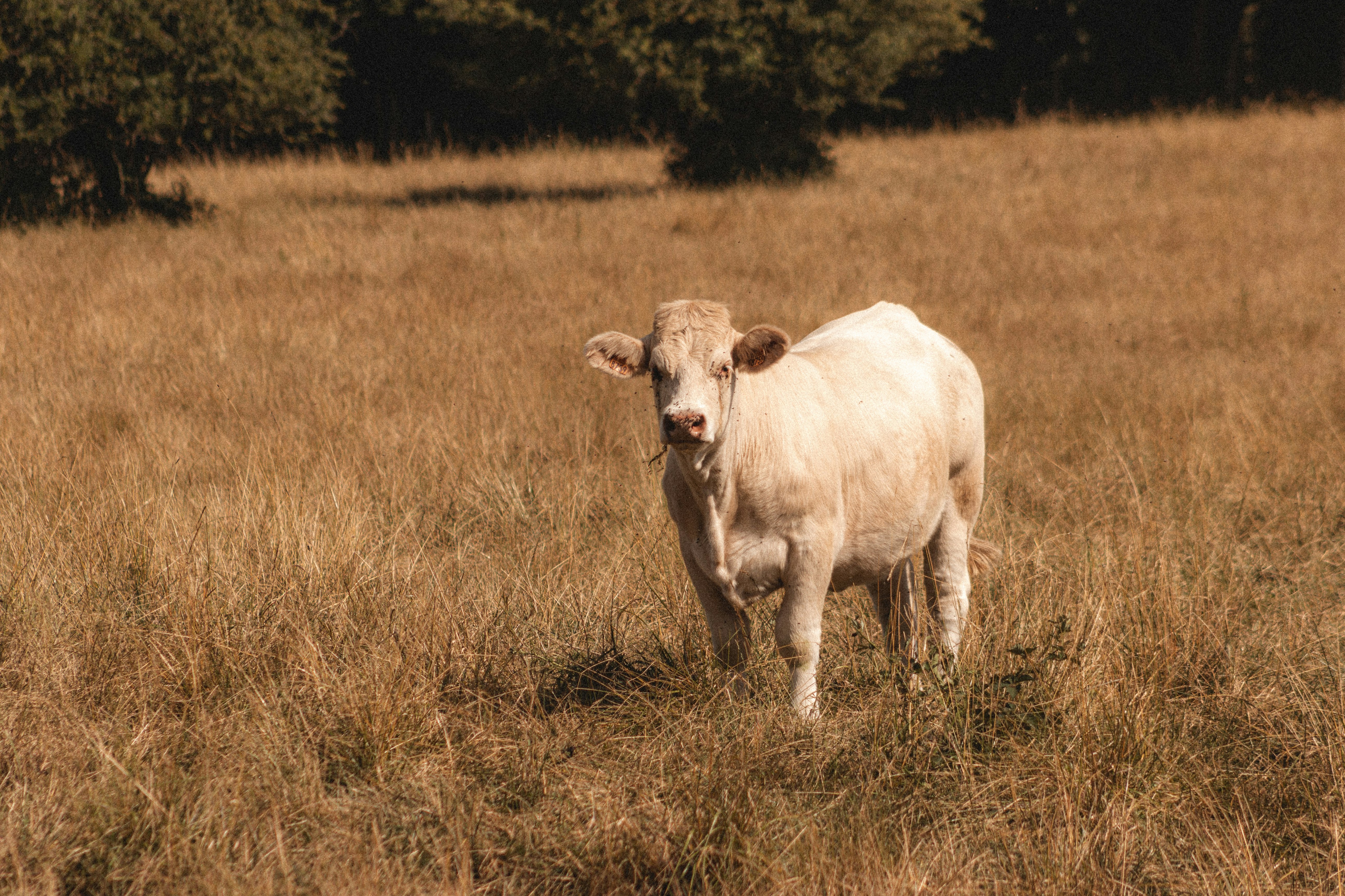 white cow on brown grass field during daytime